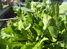 Load image into Gallery viewer, Dandelion Seeds