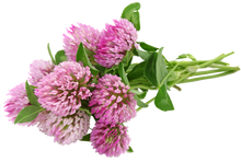 Load image into Gallery viewer, Herbivore Garden Starter Seed Set