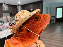 Load image into Gallery viewer, Straw Hats