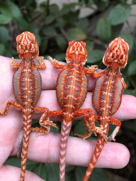 What Does it Cost to Raise a Bearded Dragon?