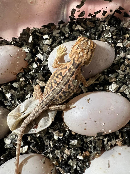 Help, my bearded dragon just laid eggs!