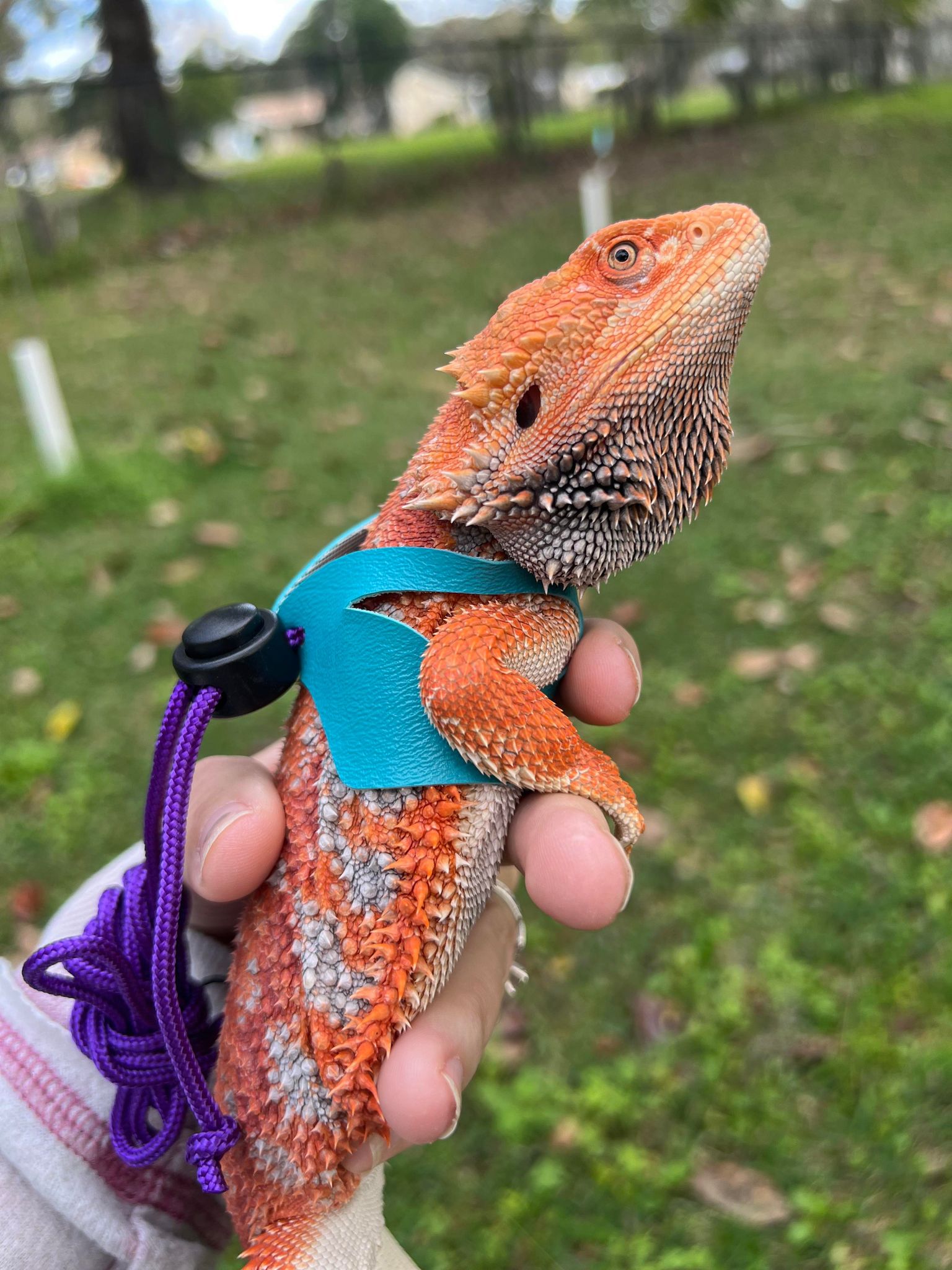 Bearded dragon lead and hot sale harness