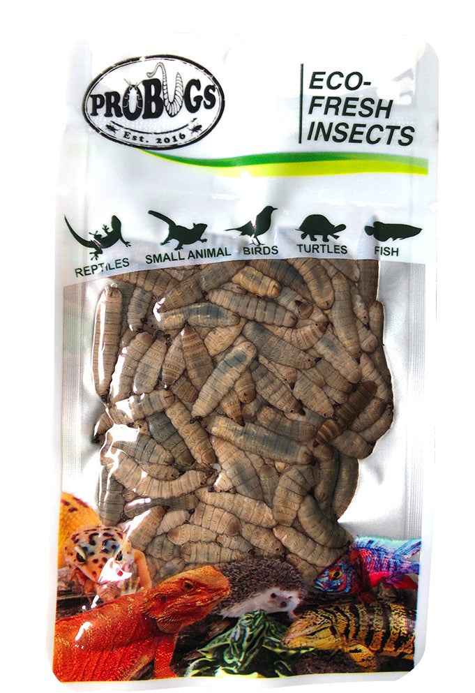 PROBUGS Eco-Fresh Black Soldier Fly Larvae