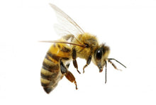 Load image into Gallery viewer, New Zealand Manuka Honey

